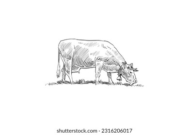 Cows are grazing in a meadow. Sketch hand drawn vector illustration.