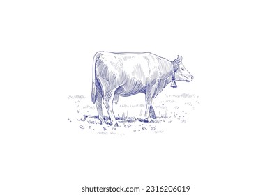 Cows are grazing in a meadow. Sketch hand drawn vector illustration.