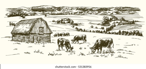 Cows Grazing On Meadow. Barn On The Background. Hand Drawn Illustration.