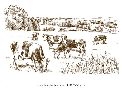Cows grazing on meadow. Hand drawn illustration.