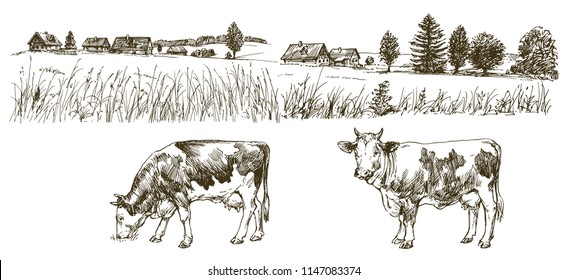 Cows grazing on meadow. Hand drawn illustration.