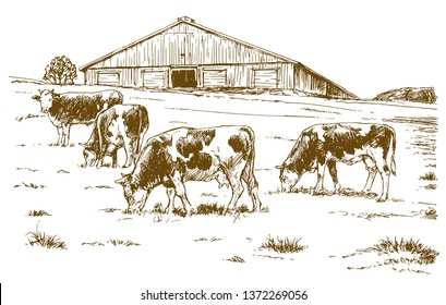 Cows grazing on meadow. Hand drawn illustration.