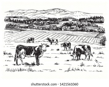 Cows grazing on meadow. Hand drawn illustration.