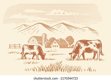 Cows grazing on meadow. Hand drawn sketch livestock with grass and plants