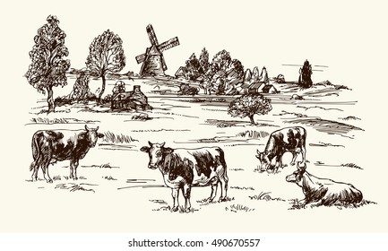 Cows grazing on meadow. Hand drawn illustration.