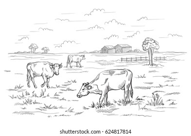 Cows grazing on meadow. Hand drawn illustration.