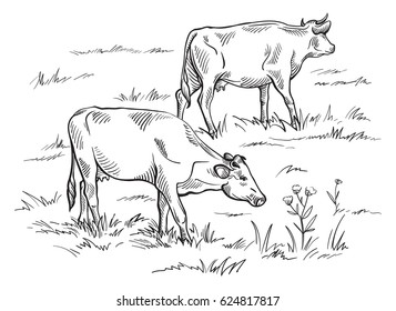 Cows grazing on meadow. Hand drawn illustration.