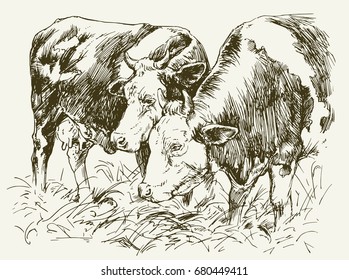 Cows grazing on meadow. Hand drawn illustration.