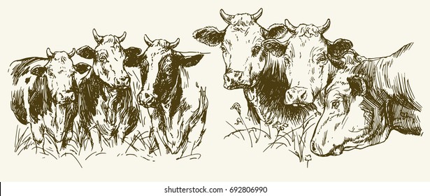 Cows grazing on meadow. Hand drawn illustration.