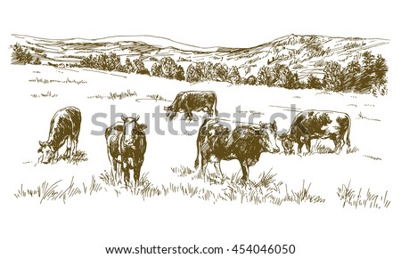 Cows grazing on meadow. Hand drawn illustration.