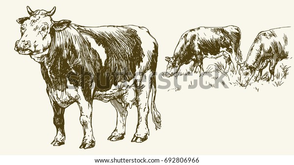 Cows Grazing On Meadow Hand Drawn Stock Vector (Royalty Free) 692806966 ...