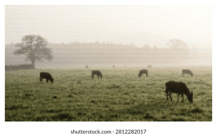 Cows grazing peacefully in grassy pasture surrounded by morning mist and distant trees. Rural agricultural landscape featuring livestock in natural outdoor setting.
