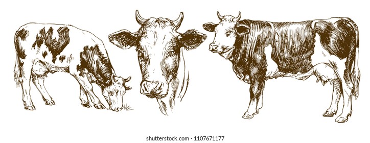 Cows, hand drawn set.