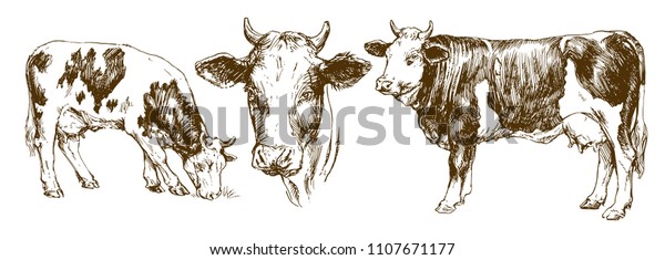 Cows Hand Drawn Set Stock Vector (royalty Free) 1107671177 