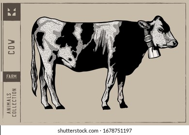 Cows Hand Drawn Vector Illustration Engraving Style - Black & white
