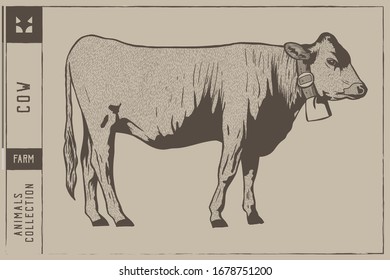 Cows Hand Drawn Vector Illustration Engraving Style - Out line