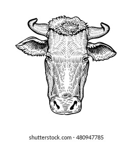 Cows head, in a graphic style hand drawn vector illustration. Cow isolated on white background