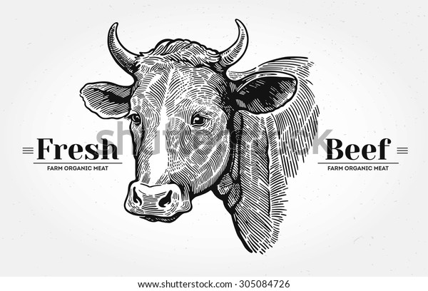 Cows Head Graphic Style Hand Drawn Stock Vector Royalty Free 305084726 