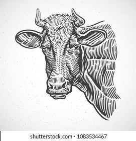 Cabeza de vaca, en un estilo gráfico. ilustración dibujada a mano en papel y convertida a vector.