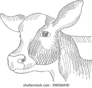 Cows head, hand drawn in a graphic style.