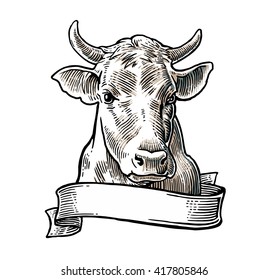 Cows head. Hand drawn in a graphic style. Vintage vector engraving illustration for poster, web. Isolated on white background