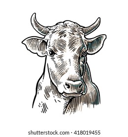 Cows head. Hand drawn in a graphic style. Vintage vector engraving illustration for  poster, web. Isolated on white background