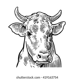 Cows head. Hand drawn in a graphic style. Vintage vector engraving illustration for poster, web. Isolated on white background