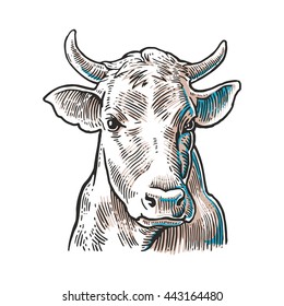 Cows head. Hand drawn in a graphic style. Vintage vector engraving illustration for poster, web. Isolated on white background