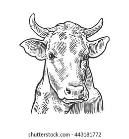 Cows head. Hand drawn in a graphic style. Vintage vector engraving illustration for poster, web. Isolated on white background