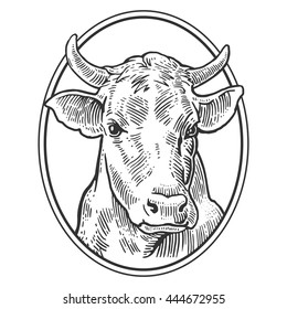 Cows head. Hand drawn in a graphic style. Vintage vector engraving illustration for poster, web. Isolated on white background
