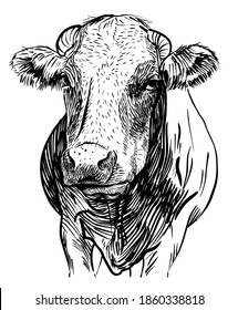 Cows head. Hand drawn in a sketch style black and white Vector illustration