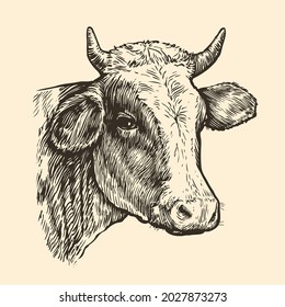 Cows head. Hand drawn sketch in a graphic style. Vintage vector engraving illustration