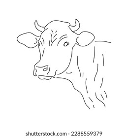 Cows head. Hand drawn sketch in a graphic style. Vector illustration.