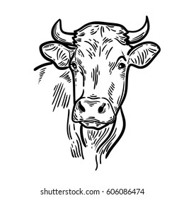 Cows head. Hand drawn sketch in a graphic style. Vintage vector engraving illustration for poster, web. Isolated on white background