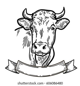 Cows head. Hand drawn sketch in a graphic style. Vintage vector engraving illustration for poster, web. Isolated on white background