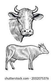Cows head illustration designs, Hand drawn sketch in a graphic style, Vintage vector.