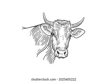 Cows head logo illustration designs, Hand drawn sketch in a graphic style, Vintage vector