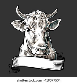 Cows head with ribbon. Hand drawn style. Vintage vector engraving illustration for info graphic, poster, web. Isolated on dark background