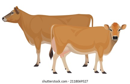Cows Jersey - The Best Milk Cattle Breeds. Farm animals. Vector Illustration.
