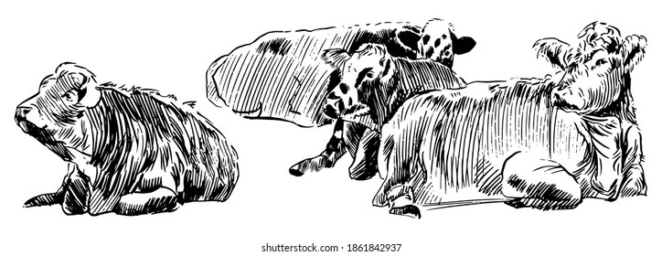 Cows lying down on meadow Hand drawn in a sketch style black and white graphic vector illustration