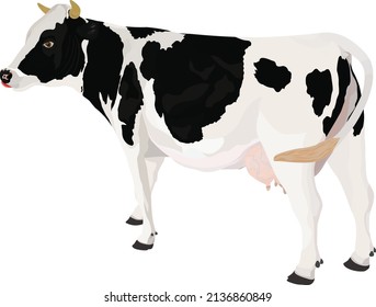 Cows are mammals that are useful for humans. cows as a producer of milk for human needs. This cow is often bred