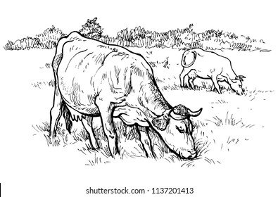 Cows in a meadow - vector illustration, isolated on white