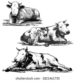 Cows set hand drawn in a graphic style. Vintage vector engraving illustration for poster, web, packaging, branding, flyer, print. Isolated on white background