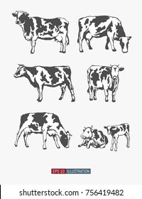 Cows set. Vector illustration. Template for your design works.