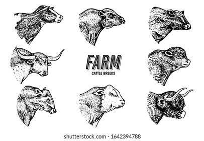  Cows set in vintage style. Cattle heads. Longhorn Scottish Highland Holstein Black Angus. Portrait of farm bulls or domestic animals. Hand drawn engraved sketch for labels logo posters or banners.