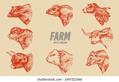  Vacas ambientadas en estilo vintage. Cabeza de ganado. Longhorn Escocia Highland Holstein Black Angus. Retrato de toros de granja o animales domésticos. Dibujo grabado a mano para etiquetas carteles o banners del logo.