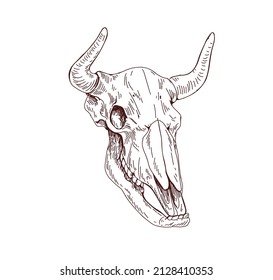 Cows skull. Dead animals head bone with horns. Vintage anatomy drawing of engraved skeleton. Outlined cranium sketch. Contoured hand-drawn vector illustration isolated on white background