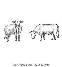 Cows standing and eating grass on field isolated on white background. Hand drawn Engraving vector style. 