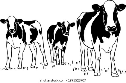 Cows standing in the field Dairy farm milk product Hand drawn line art illustration 