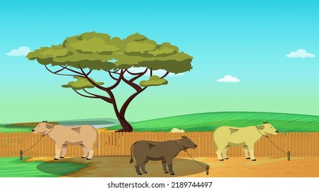 Cows are standing in the field village scene background.